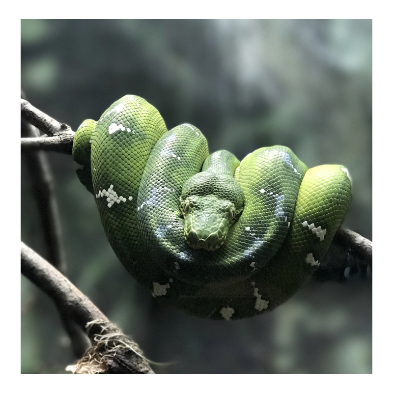 du-green-et-du-love-article-medecine-amerindienne-animaux-totem.jpeg.009